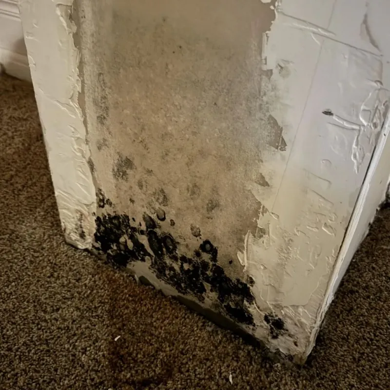 Professional Mold Removal in Loudon County, TN